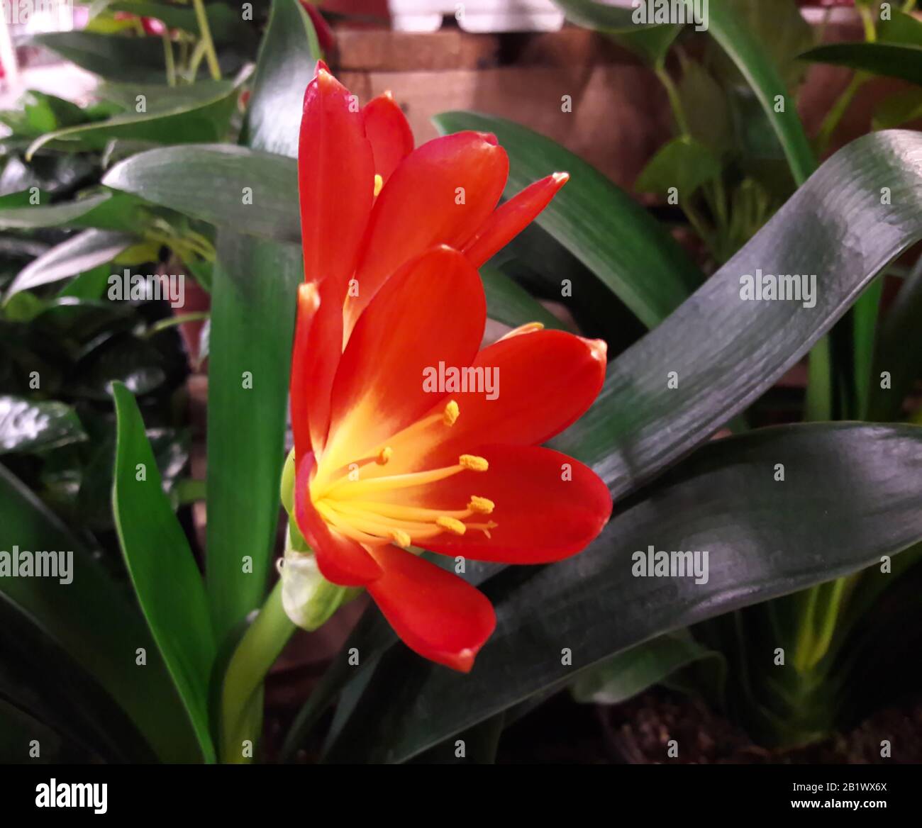 Fiore di Clivia. Droitwich, Worcester, Inghilterra, Regno Unito. 18/02/2020 un perenne sempreverde erbe sudafricane della famiglia amaryllis con radici carnose e u Foto Stock