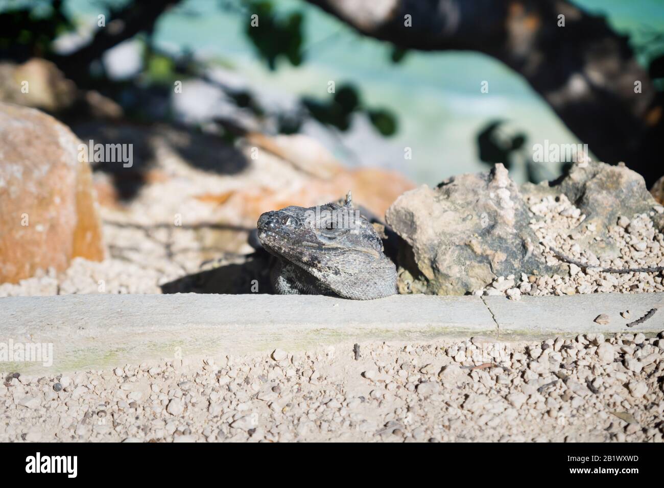 Iguana nascosta in rovine di Tulum lightned dal sole, Messico Foto Stock