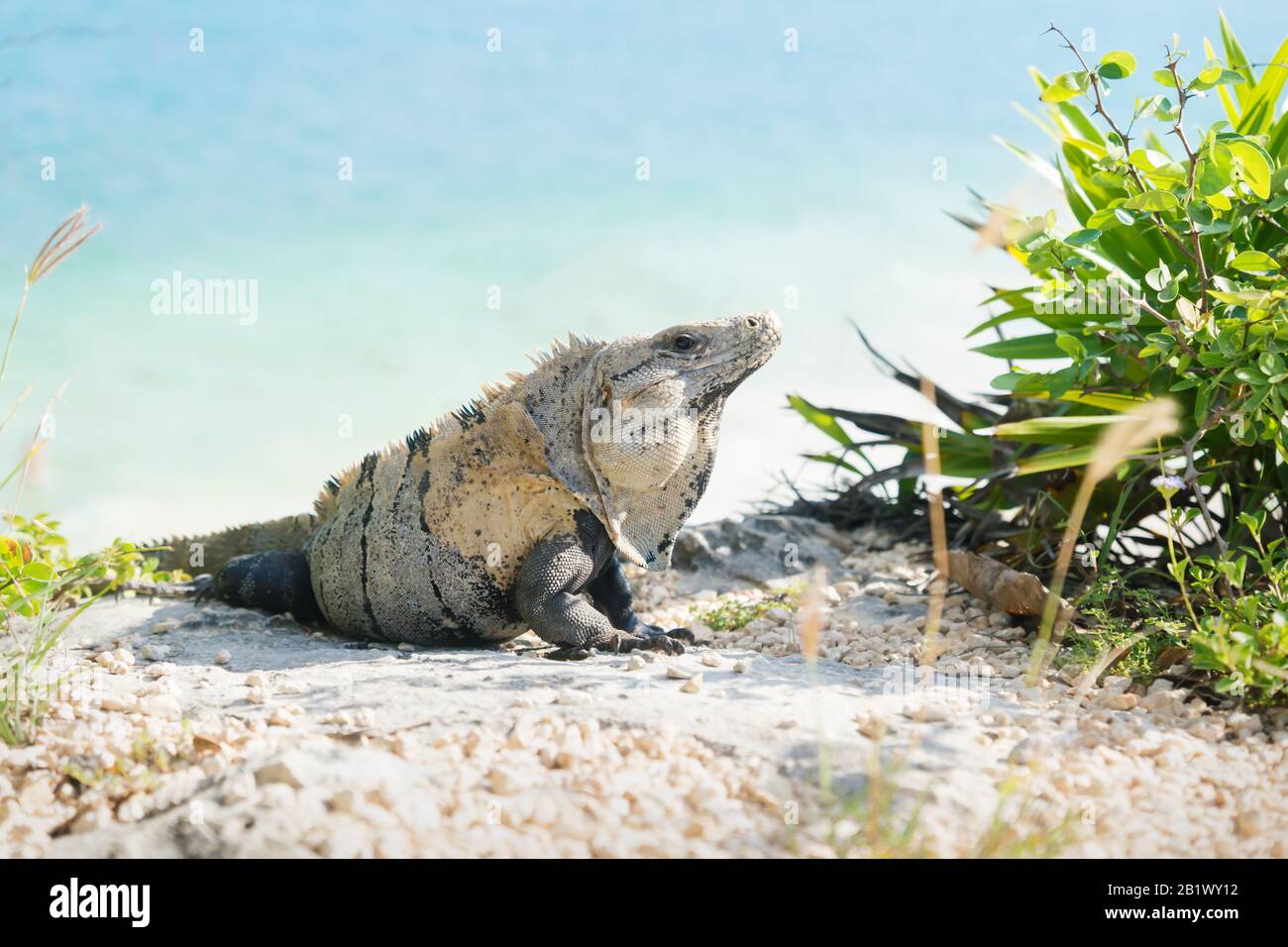 Iguana sulla scogliera dell'oceano, in rovine di Tulum lightned dal sole, Messico Foto Stock