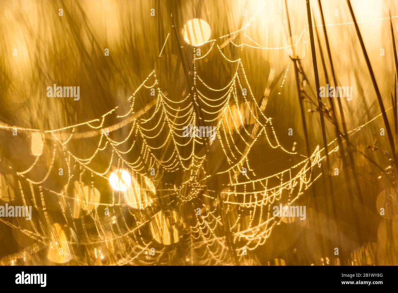 Ragnatela alla luce dorata della mattina a Ria de Aveiro (Portogallo) Foto Stock