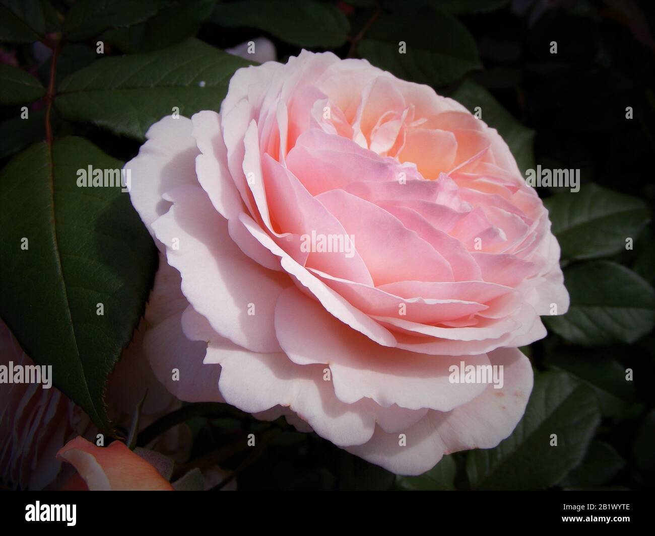 Un singolo tè inglese rosa fiore colorato in rosa chiaro alla vista ravvicinata in un ambiente naturale. La bella è di colore bianco-rosso all'arancio col Foto Stock