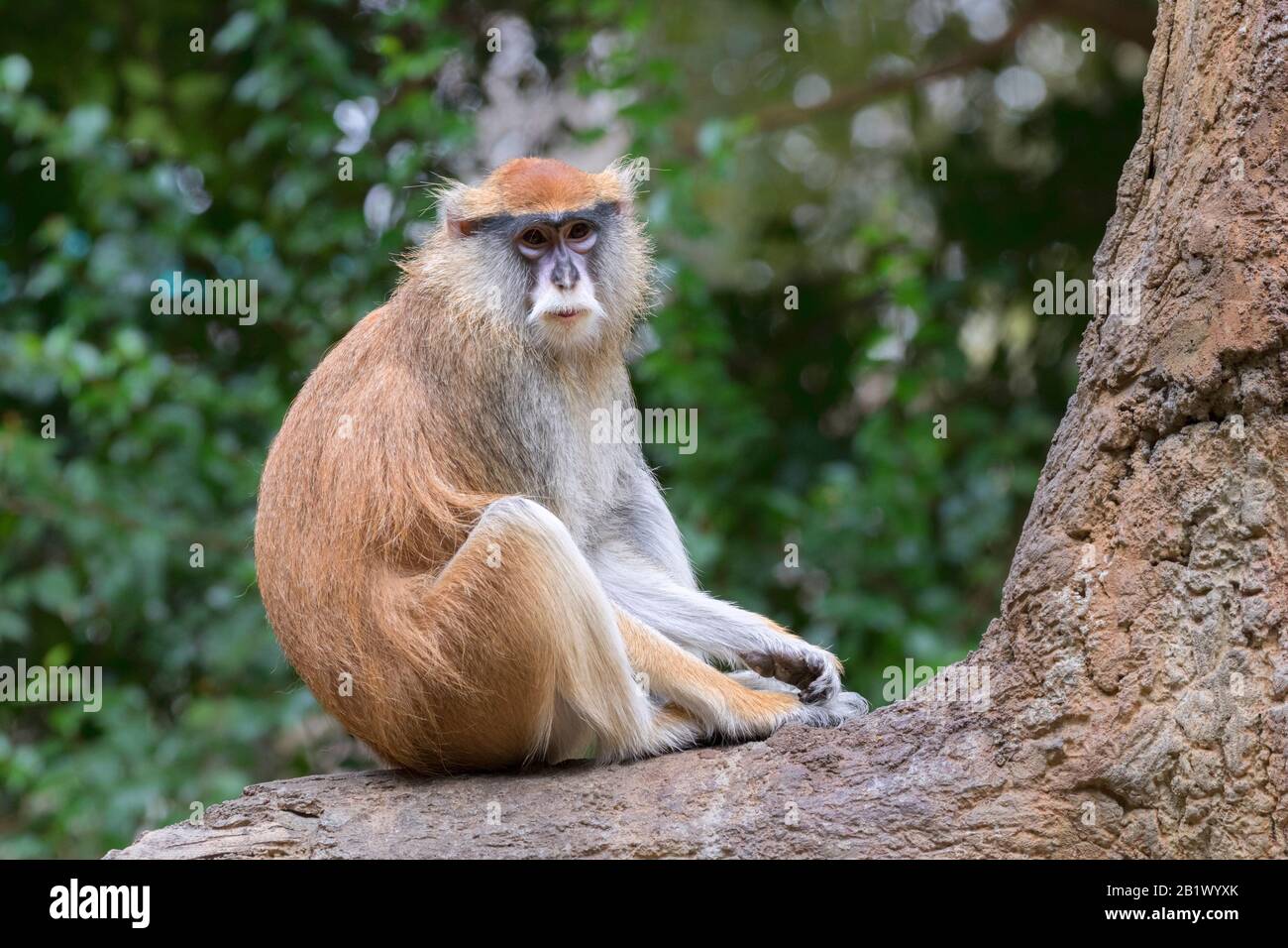 La scimmia patas (erythrocebus patas) Foto Stock