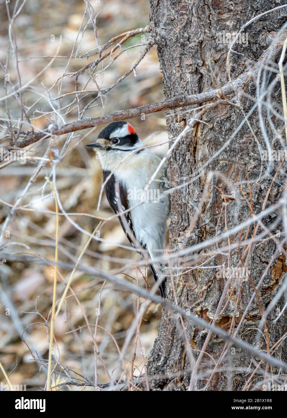 Downy Woodpecker (Dryobates pubescens), Picoides pubescens, picchio più piccolo in Nord America, Castle Rock Colorado USA Foto scattata nel mese di febbraio. Foto Stock