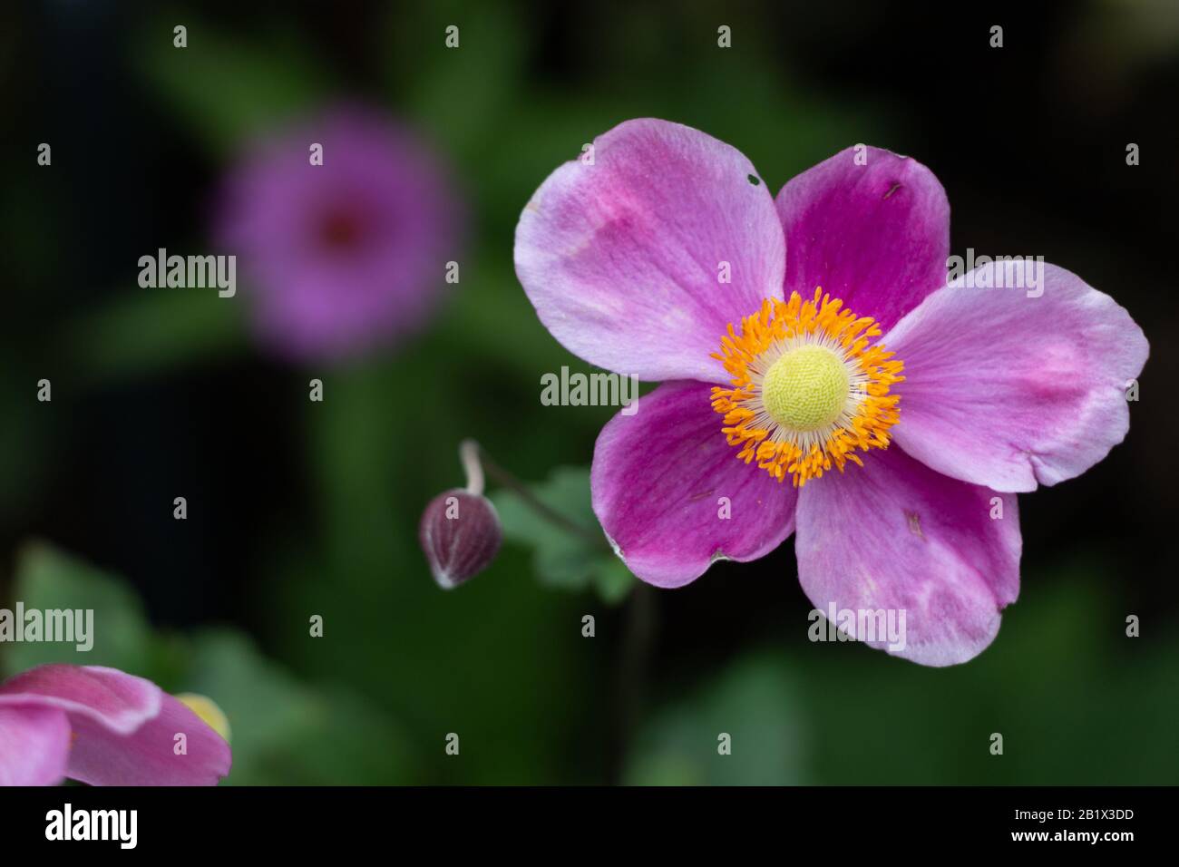 Primo piano su Anemone giapponese viola Foto Stock