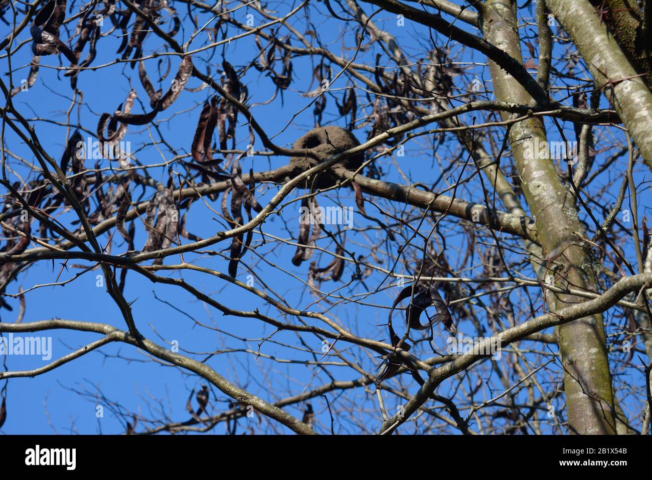 Aires de campo pampeano Foto Stock