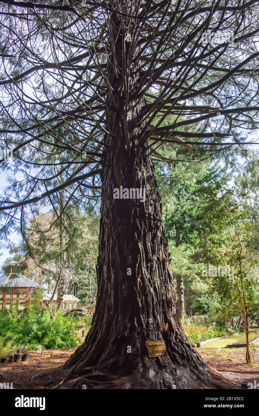 Arboles de la Patagonia Foto Stock