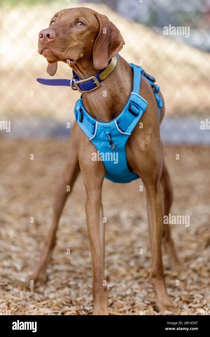 Vizsla Puppy Maschio Di 1 Anno Foto Stock