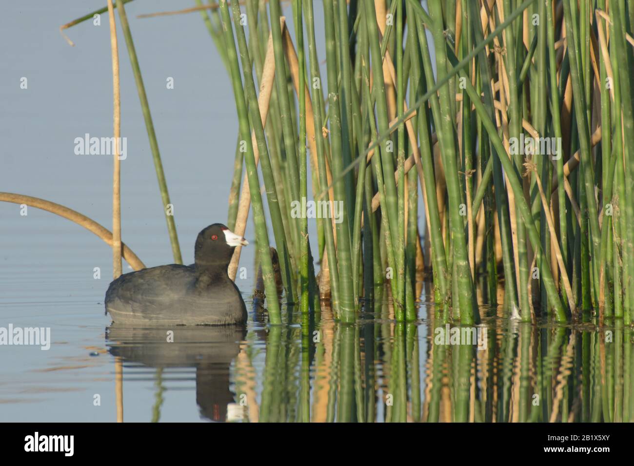 Uccello americano dell'acqua di Coot che guarda giù una riflessione. Foto Stock