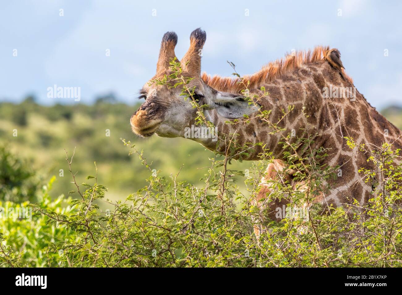 Una giraffa alta si affatica sulle foglie tenera in cima ad un'immagine ad albero in formato orizzontale Foto Stock