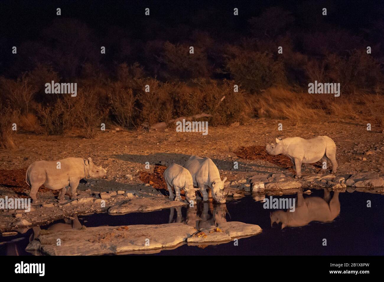 Rinoceronti che bevono all'acqua di Moringa, al campo di Halali, al Parco Nazionale di Etosha, alla Namibia Foto Stock