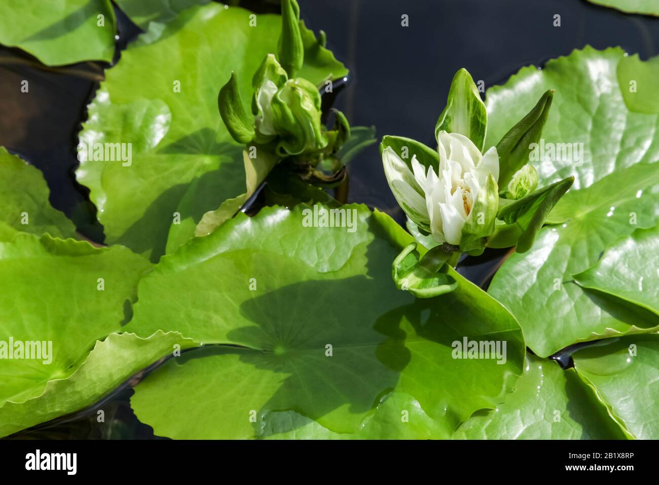 Bella acqua giglio con sfondo di foglia verde. Foto Stock