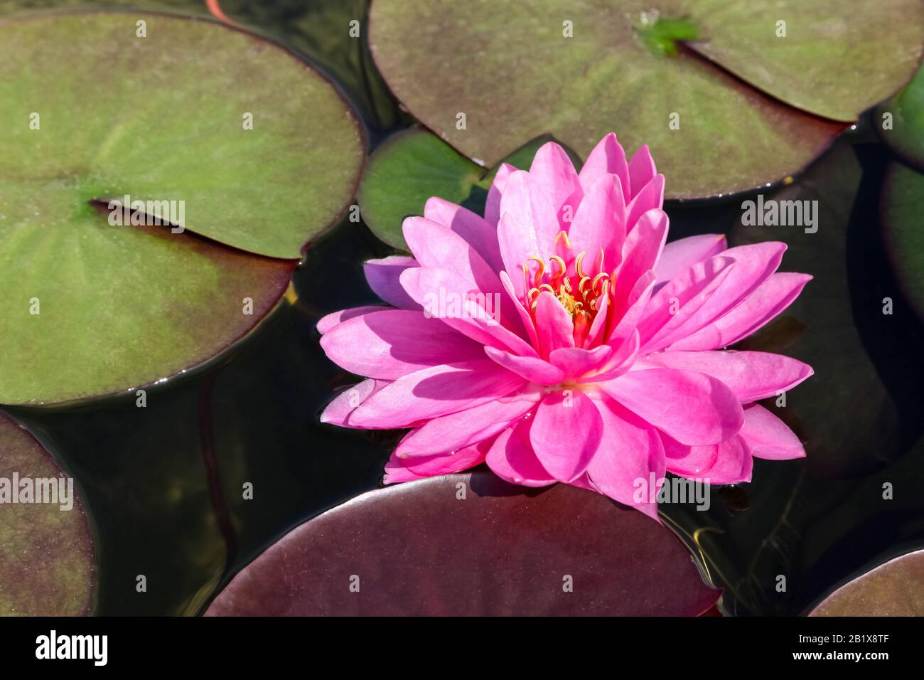 Di un bel colore rosa lotus con sfondo di foglia verde Foto Stock