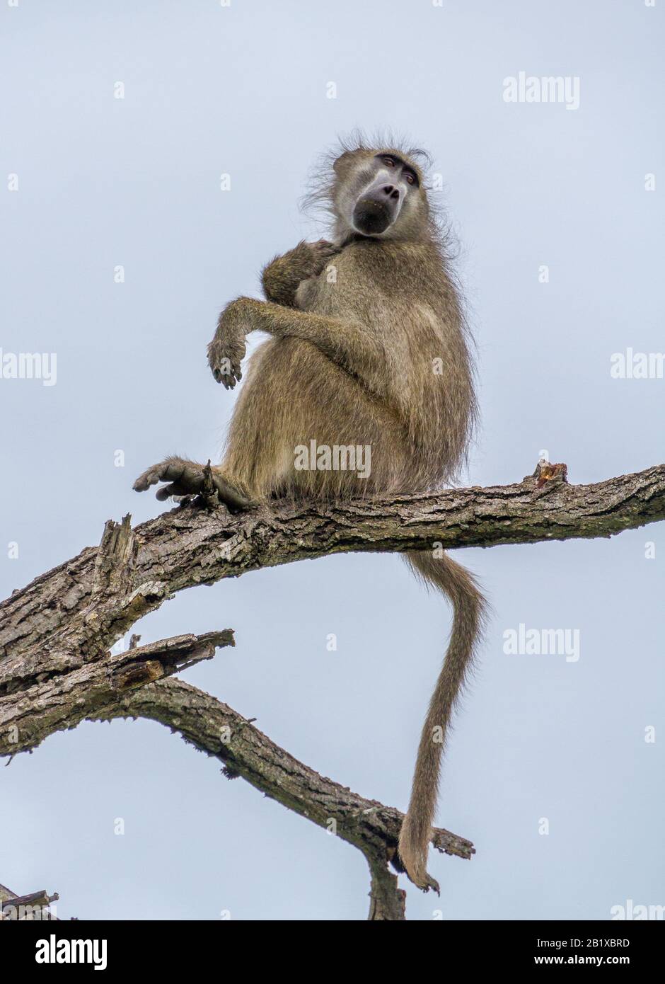 Il babboon di Chacma sul servizio di vedetta ha isolato alto alla cima di un'immagine dell'albero in formato verticale Foto Stock