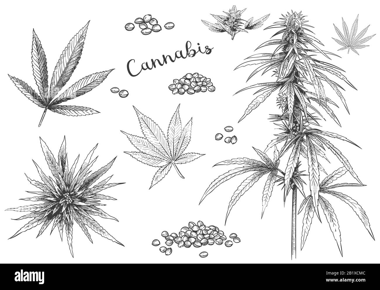Cannabis disegnato a mano. Semi di canapa, schizzo di foglie e insieme di illustrazione di vettore di pianta di cannabis Illustrazione Vettoriale