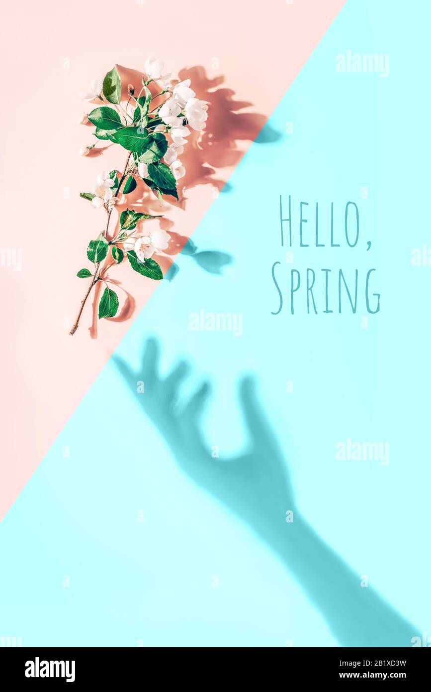 Layout creativo con branca di fiori di mela su sfondo rosa pastello, blu. Disposizione piatta. Ciao Spring concetto minimo Foto Stock