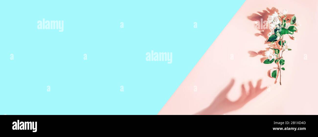 Layout creativo con branca di fiori di mela su sfondo rosa pastello, blu. Disposizione piatta. Banner concetto minimo di primavera Foto Stock
