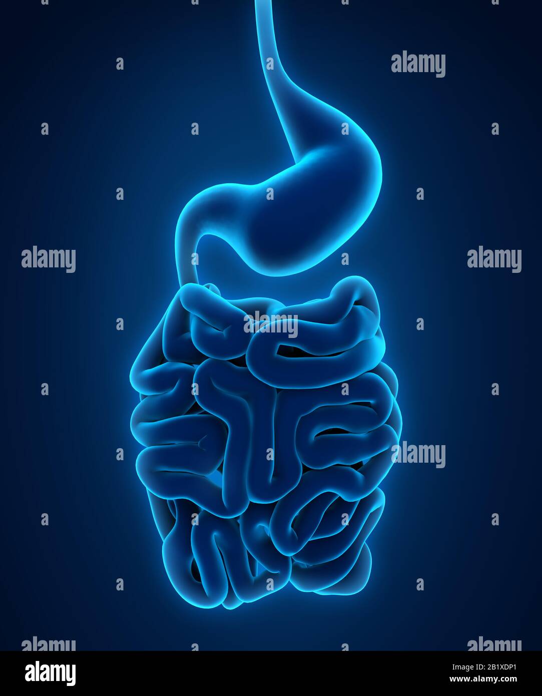 Apparato Digestivo umano illustrazione Foto Stock