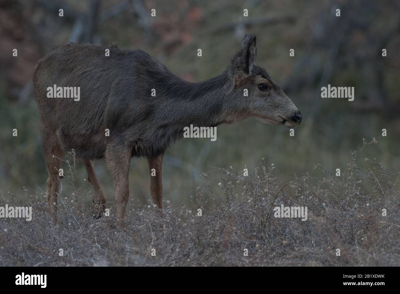 Un cervo mulo (Odocoileus hemionus) dal Parco Nazionale di Zion nello Utah. Il cervo pascola sull'erba. Foto Stock