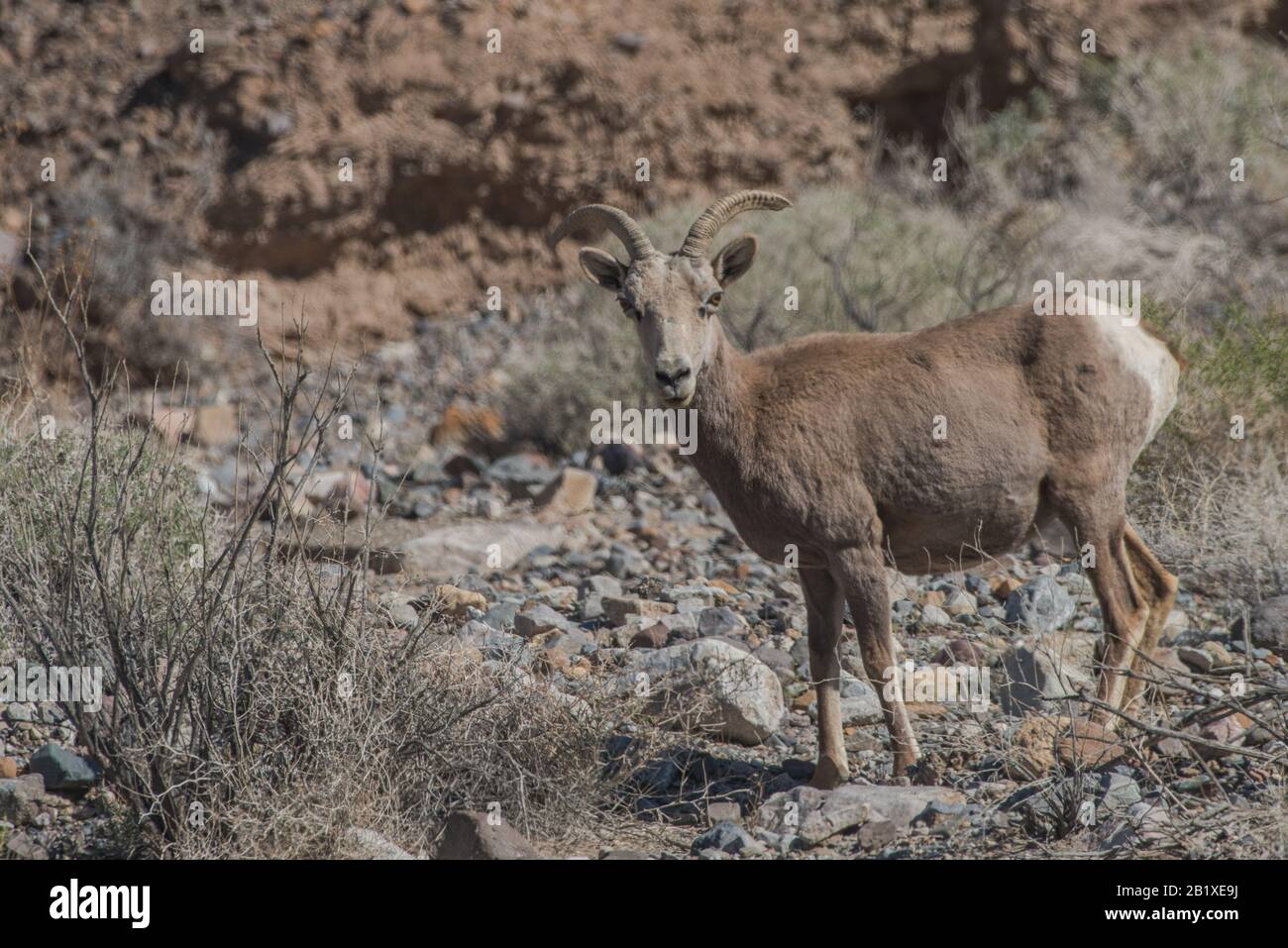 Una pecora bighorn del deserto (Ovis canadensis nelsoni), il più grande mammifero nativo del Parco Nazionale della Valle Della Morte. Foto Stock