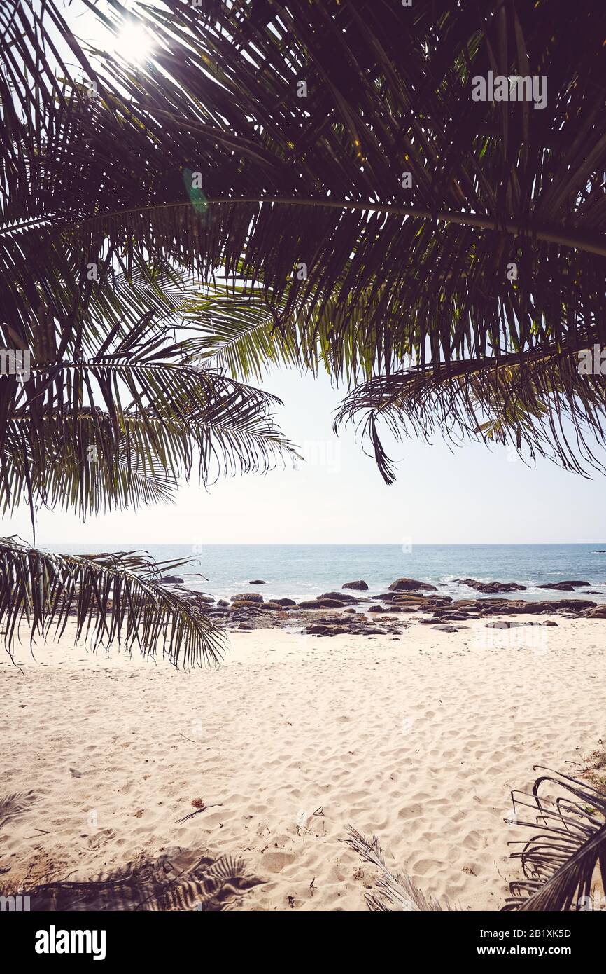 Foglie di palma contro il sole su una spiaggia tropicale, immagine colorata. Foto Stock