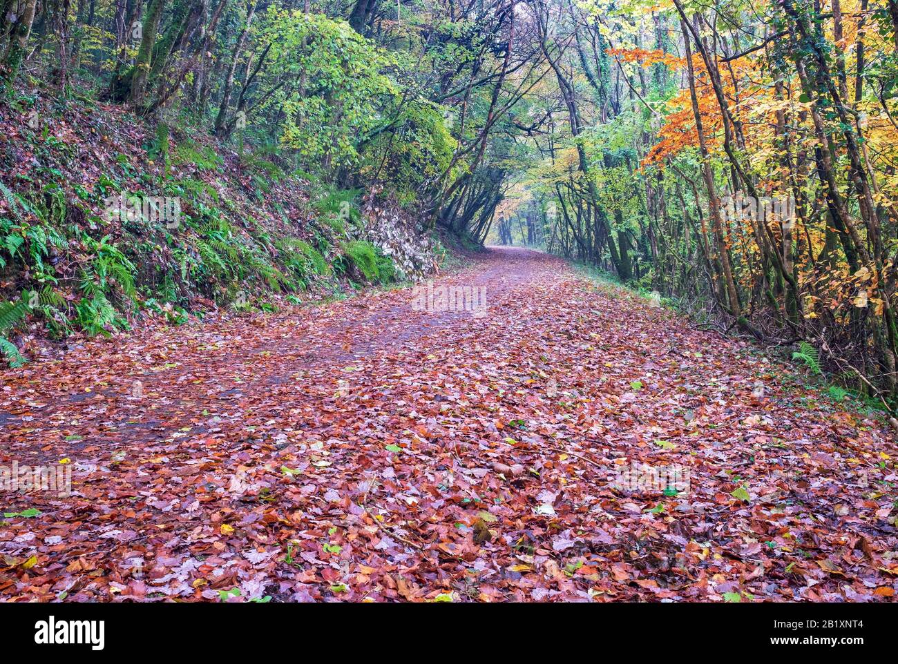 Autunnale, passeggiate nei boschi con foglie colorate autunnali, vita rurale, passeggiate in campagna, tranquilla, vita Devon, Devon Nord, Sud Ovest Foto Stock