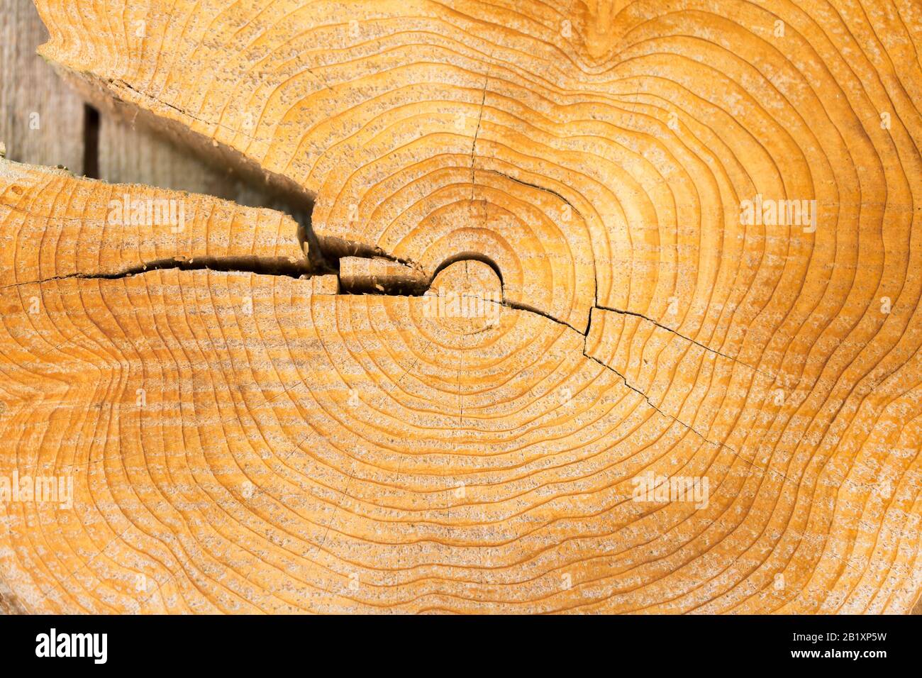 Primo piano di legno tagliato - texture. Gli alberi aggiungono un anello annuale ogni anno. Proprio come ogni creatura raccoglie più esperienza e saggezza nel tempo. Foto Stock