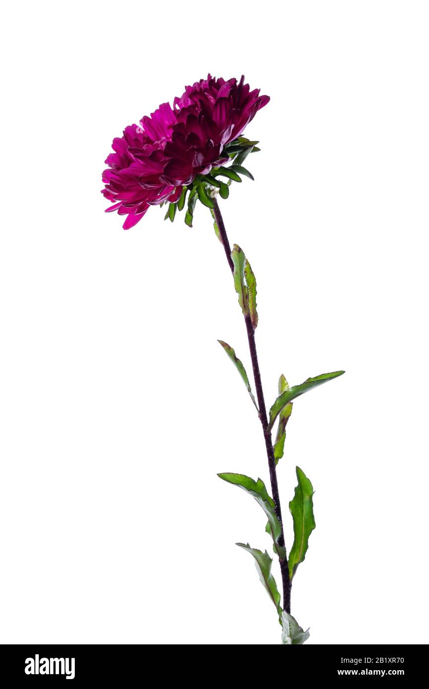 purple chinese aster isolato su sfondo bianco Foto Stock