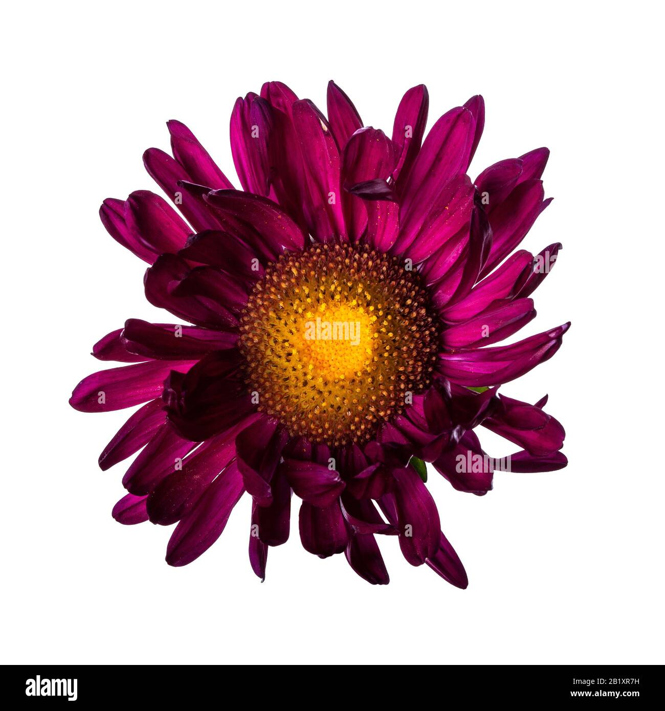 purple chinese aster isolato su sfondo bianco Foto Stock