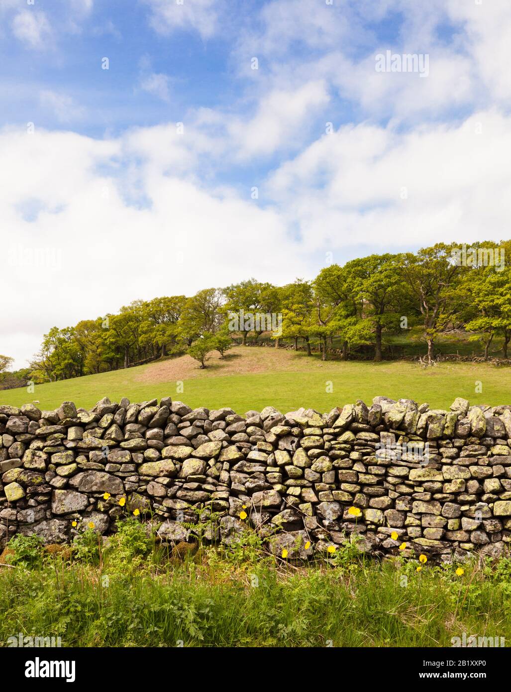 Sezione del tradizionale muro di pietra a secco britannico, Inghilterra, Regno Unito Foto Stock