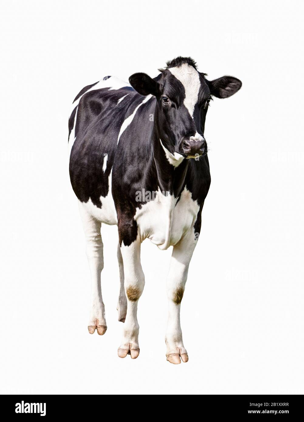 Mucca da latte, ritagliata su sfondo bianco Foto Stock
