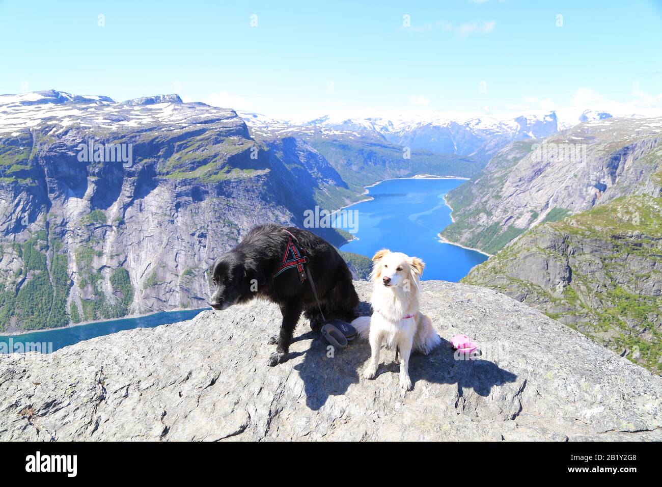 Cani seduti sulla cima di Trolltunga, Norvegia Foto Stock