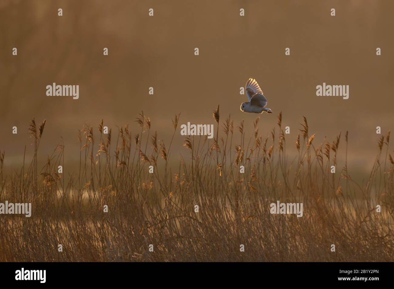 Fienile Owl Tito alba quartering un letto di canna e campo a Norfolk nella prima luce del mattino, come il sole che sorge illumina le piume dell'uccello Foto Stock