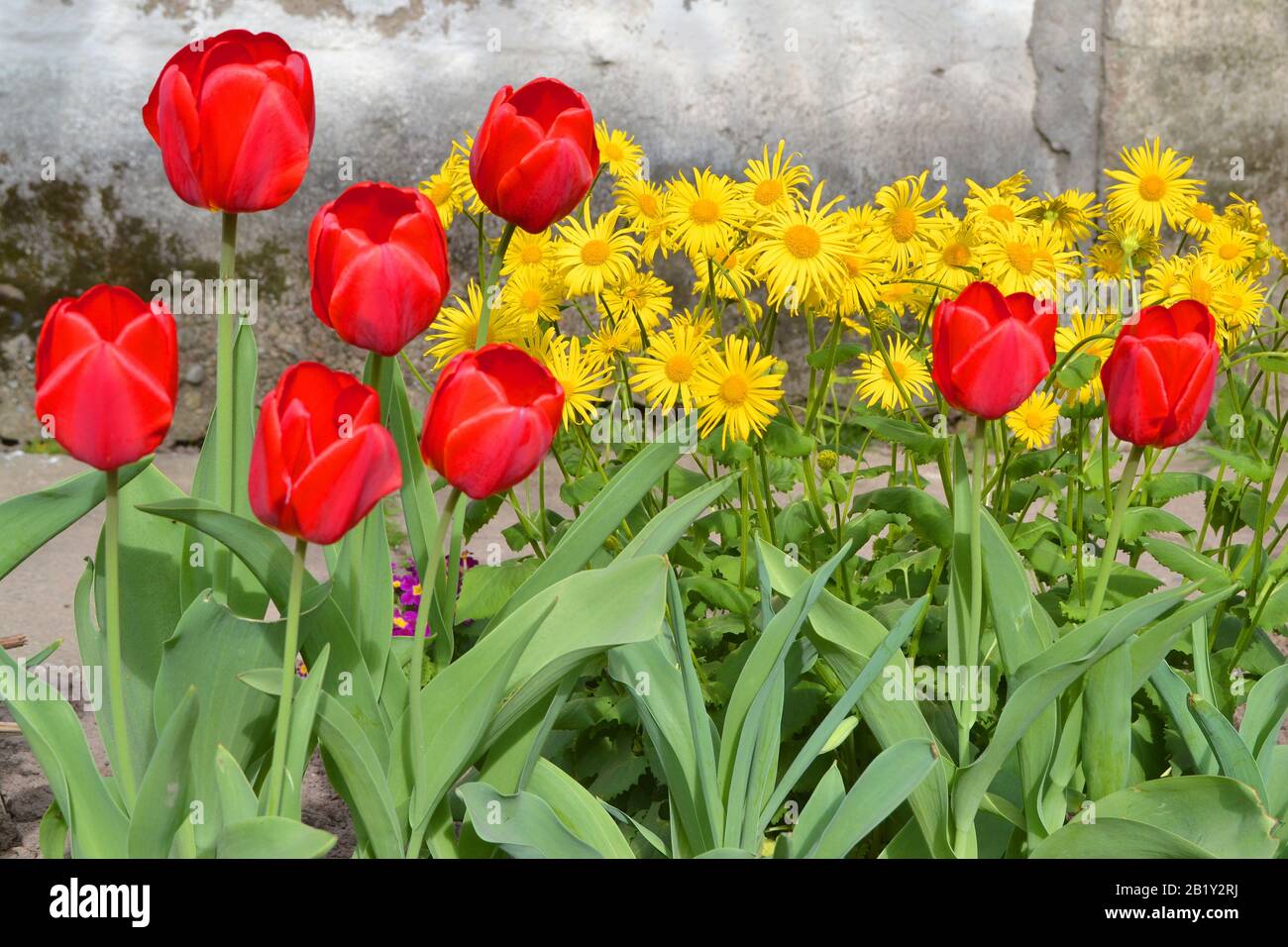 fiori di primavera gialli e tulipani rossi su sfondo vintage shabby in parc. Foto Stock