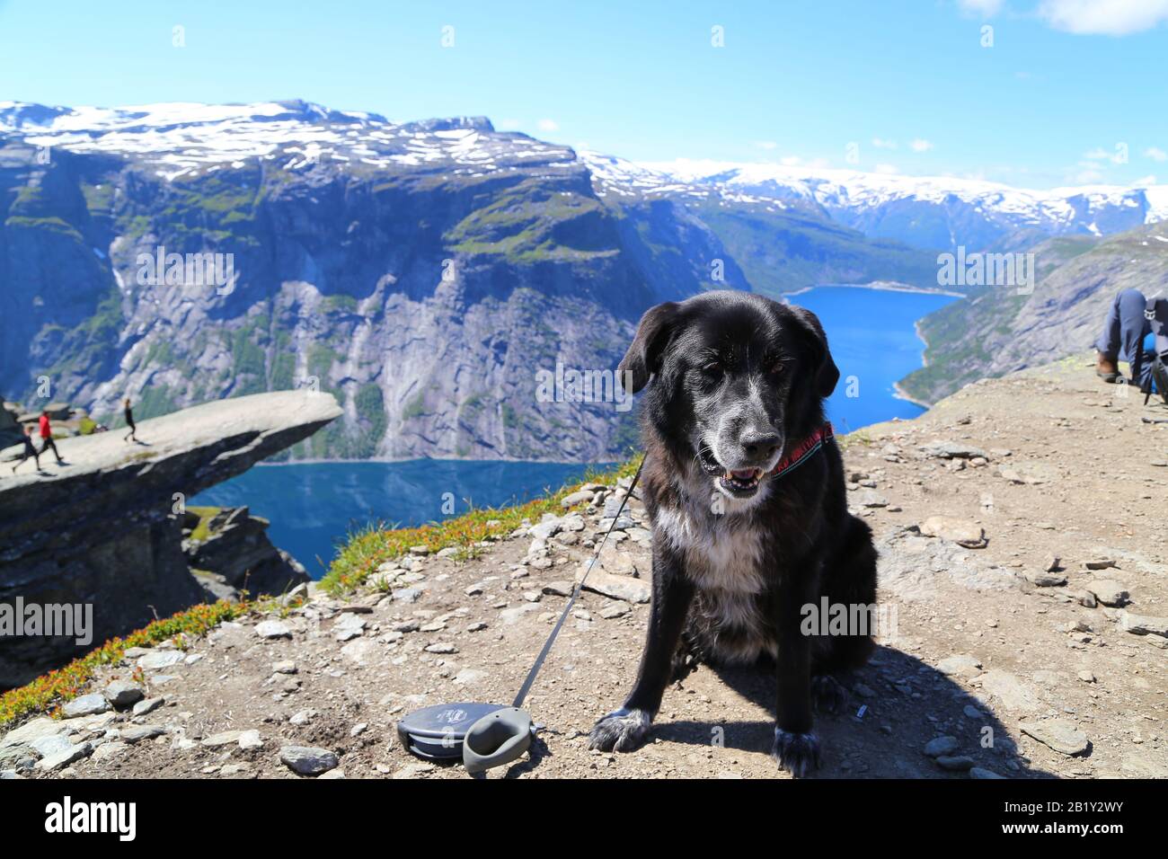 Cani seduti sulla cima di Trolltunga, Norvegia Foto Stock