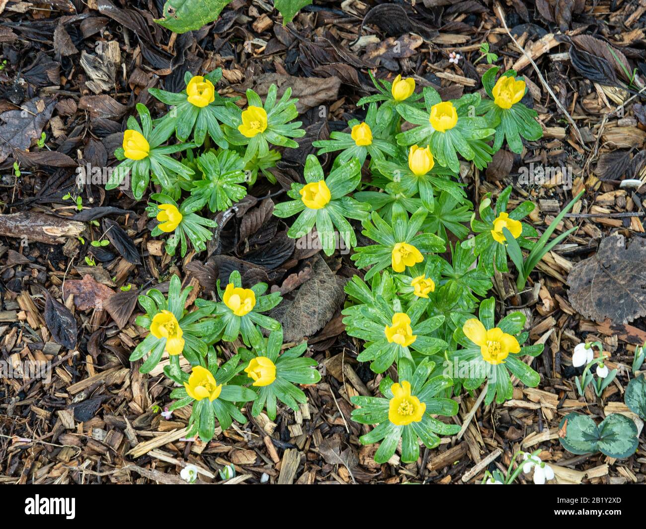 Un ceppo di aconiti (Eranthis hyemalis) che mostra i fiori giallo brillante e il fogliame verde stellato Foto Stock
