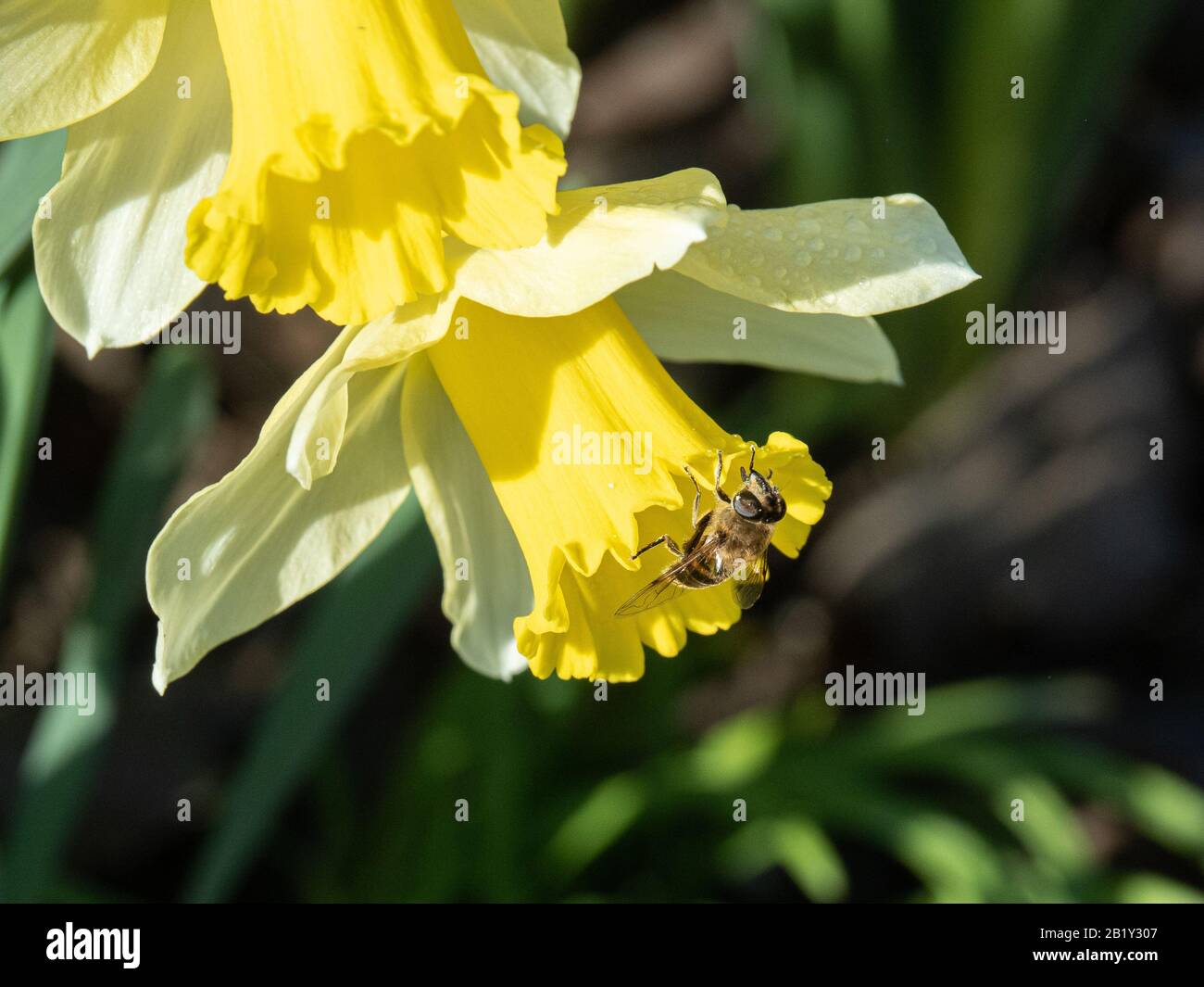 Un primo piano di un'ape mineraria sul fiore di Narcissus Spring Dawn Foto Stock