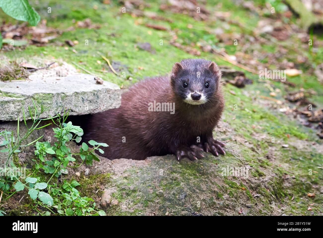 Inchiostro Europeo Closeup (Mustela Lutreola) Foto Stock