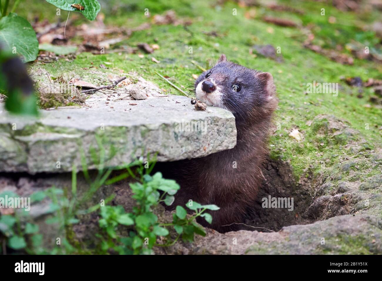Inchiostro Europeo Closeup (Mustela Lutreola) Foto Stock