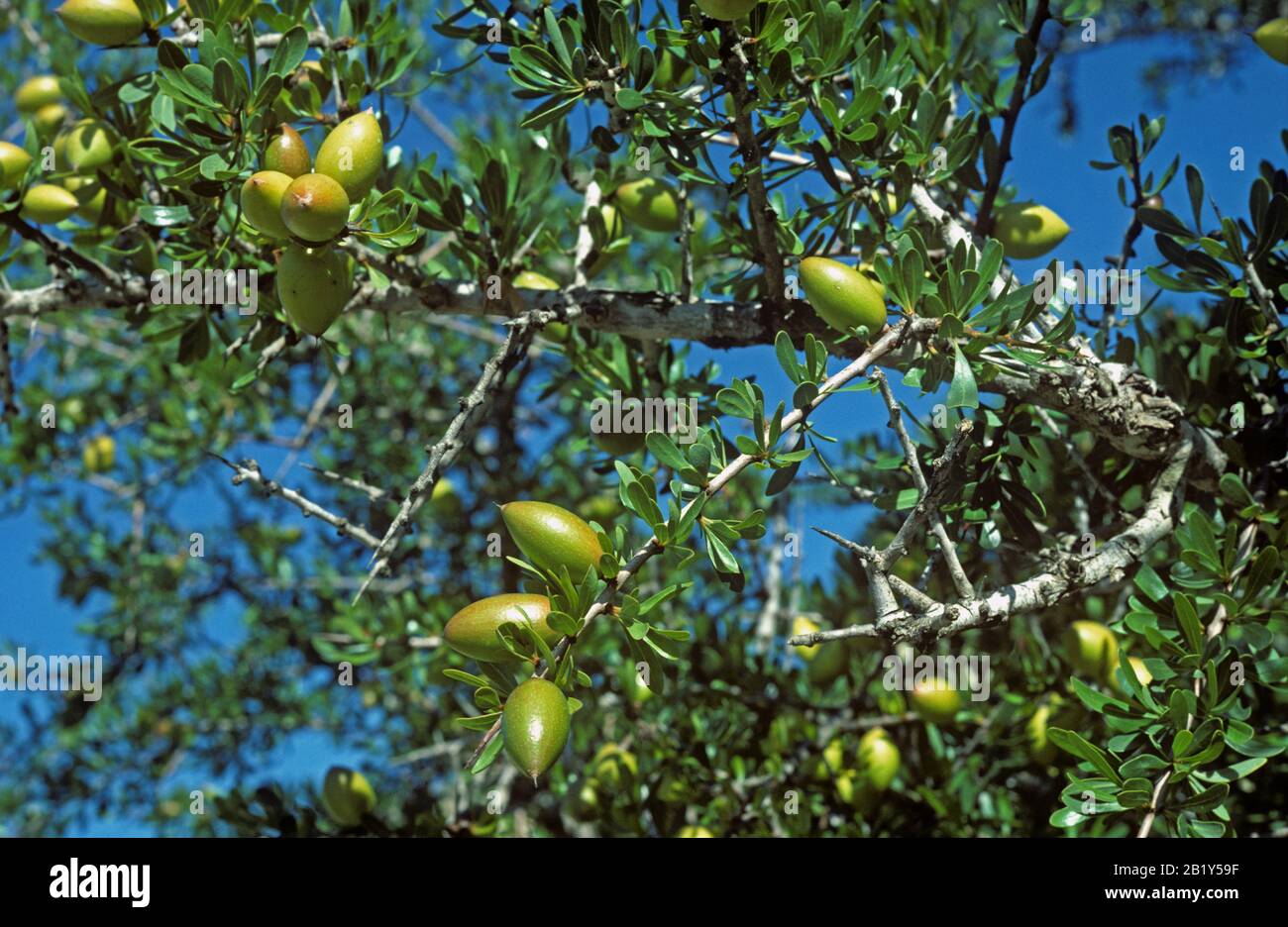 Frutti verdi immaturi su un albero argano (Argania spinosa) nel semidesert del sud-ovest del Marocco, gennaio Foto Stock