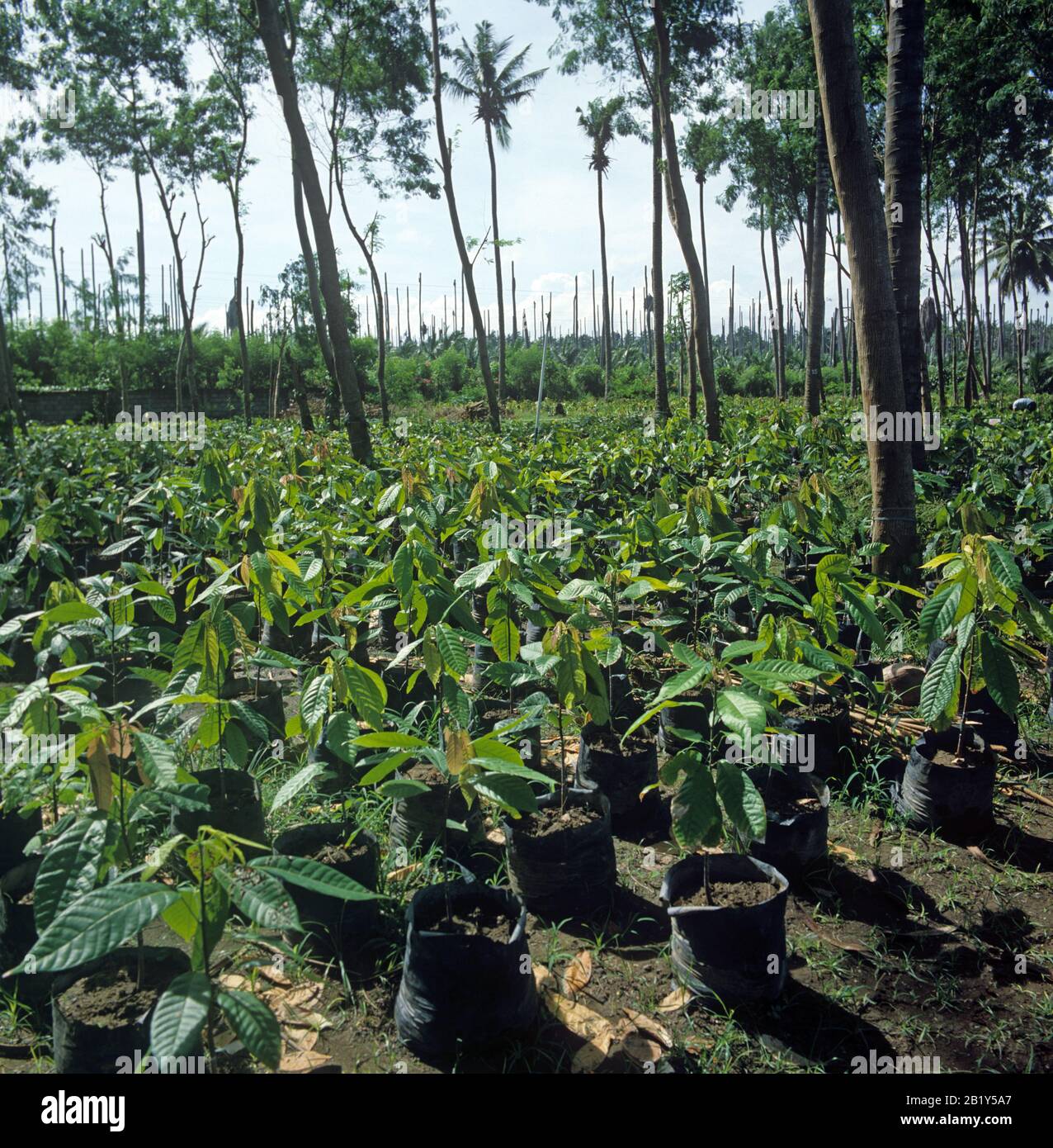 Giovani piante di cacao (Theobroma cacao) in contenitori in un vivaio sotto palme da cocco, Mindanao, Filippine Foto Stock