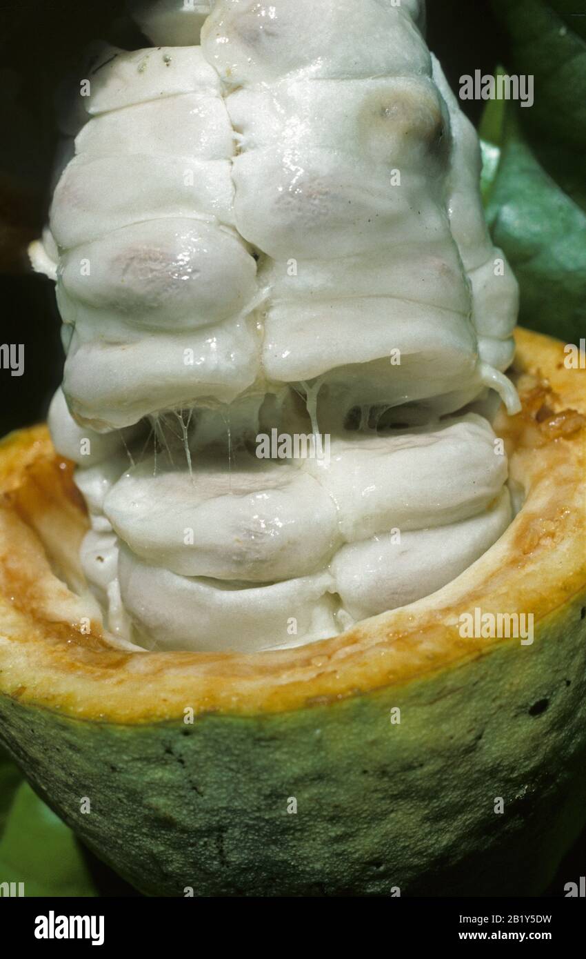 Un baccello coacoa aperto (Theobroma cacao) per mostrare fagioli e pasta bianca che può essere usato in bevande e frullati, Malesia, febbraio. Foto Stock