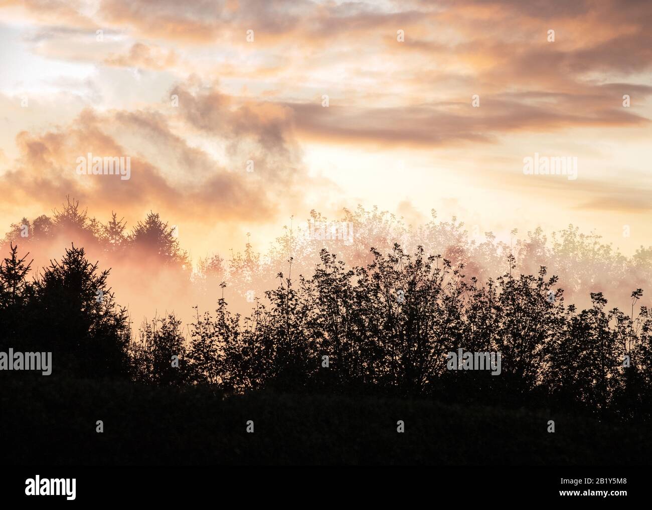 Fotografia artistica astratta e impressionistica in sfumature tonalità e tinte delle foreste e boschi del Galles occidentale che mostrano elementi di design colou Foto Stock