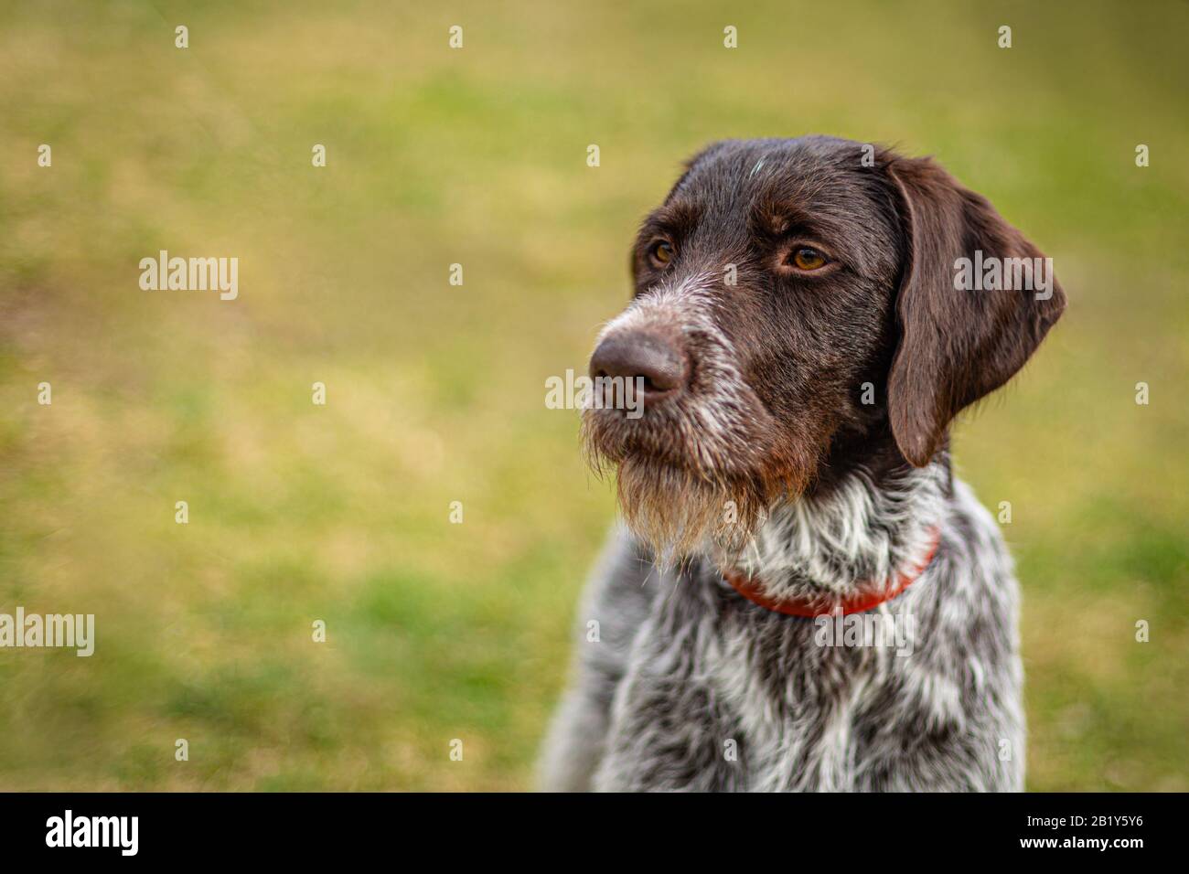 Ritratto di giovane cane da caccia, tedesco Wirehaired Puntatore con collare rosso su. Vista ravvicinata della testa con capelli castani scuri e petto grigio. Giornata di sole. Foto Stock