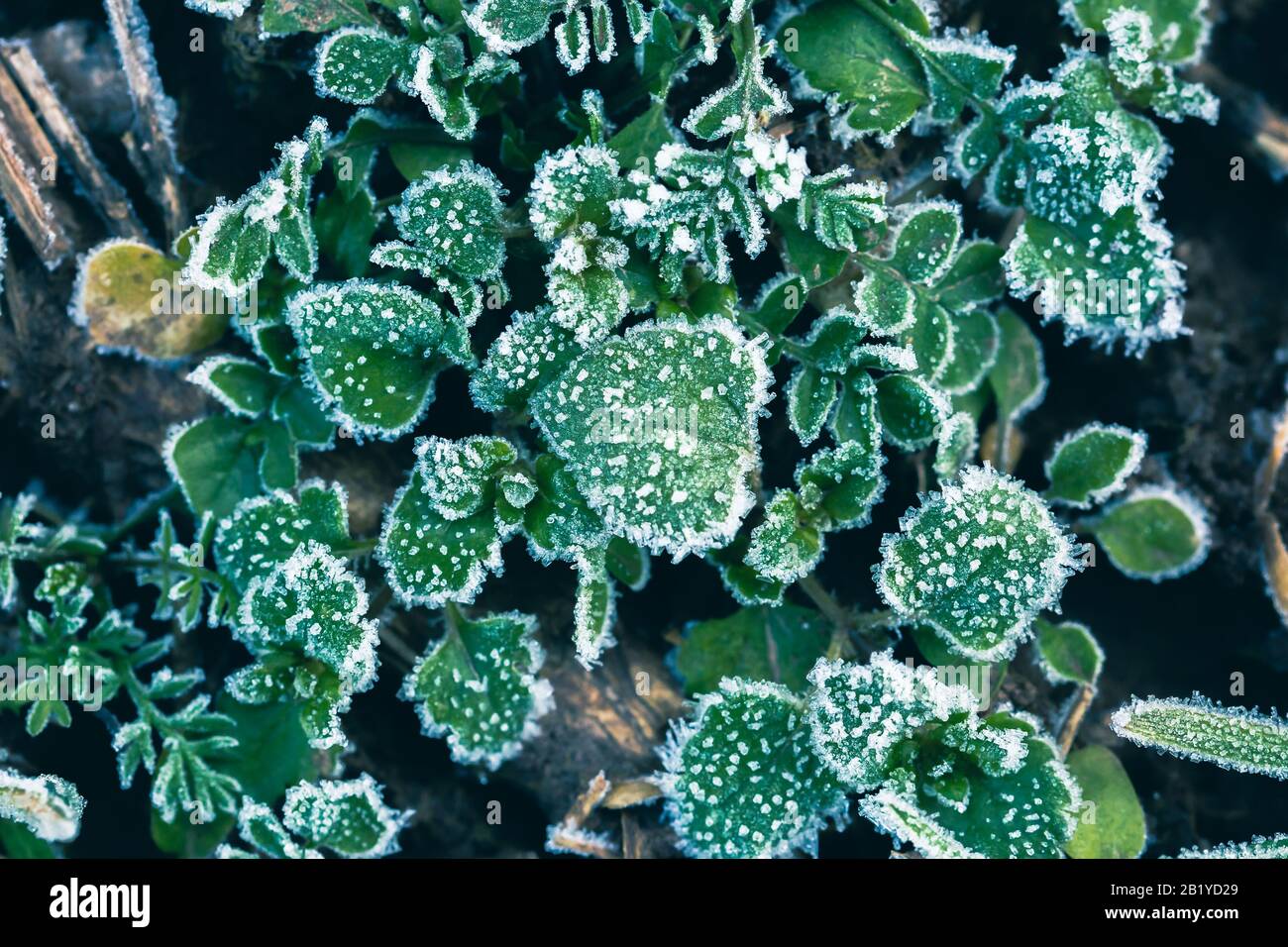 Fondo astratto con erba verde e foglie coperte di brina. Vista dall'alto. Cristalli di ghiaccio sull'erba verde dopo il primo gelo in inverno. Foto Stock