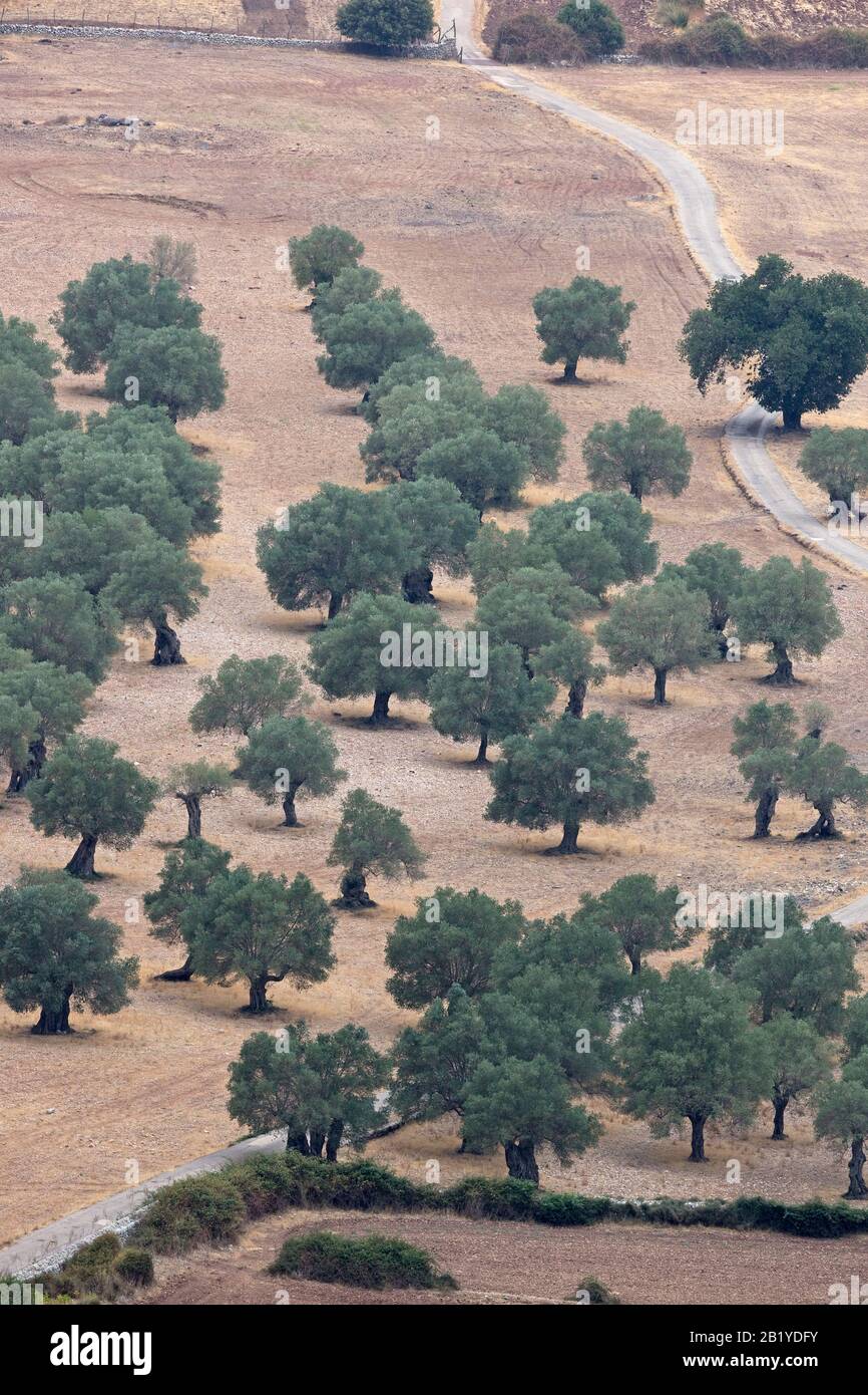 Olive Europee (Olea Europaea) Mallorca Spagna Es Agosto 2019 Foto Stock