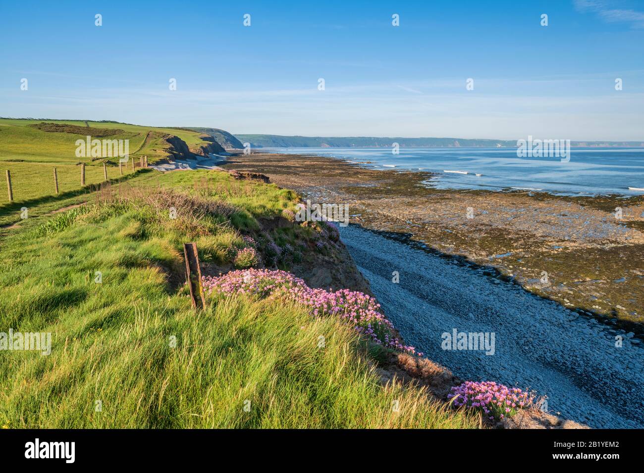 Scogliere di Abbotsham sul percorso costiero del sud-ovest con parsimi rosa, sud-ovest, Regno Unito Foto Stock