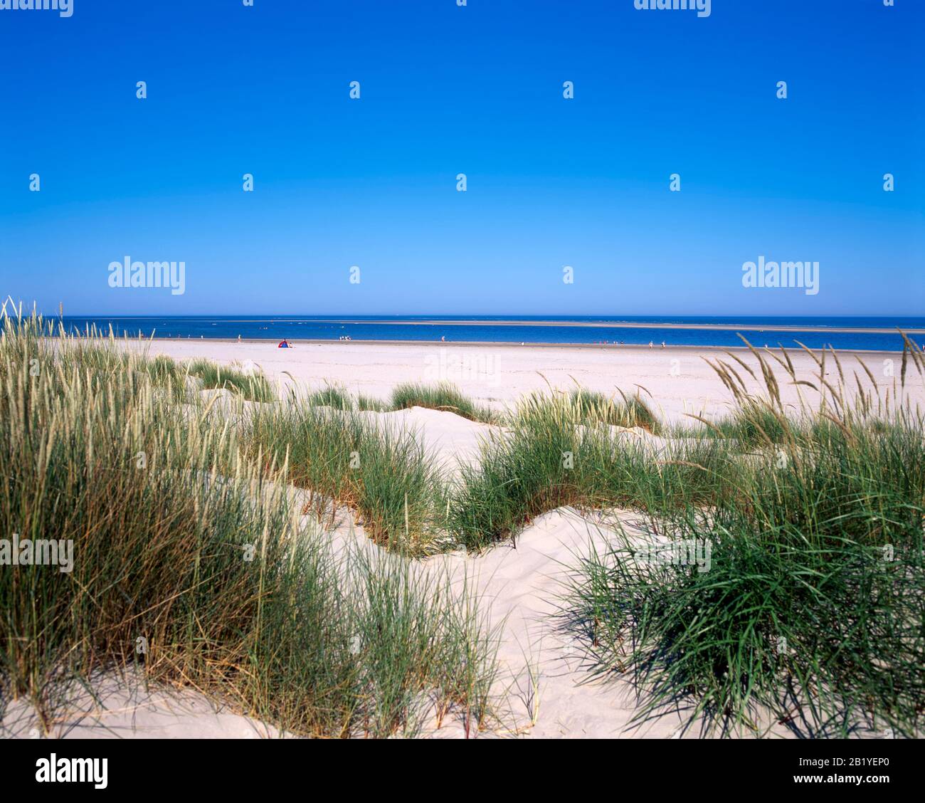 Spiaggia e dune, isola di Terschelling, Mare del Nord, Frisia, Paesi Bassi, Europa Foto Stock