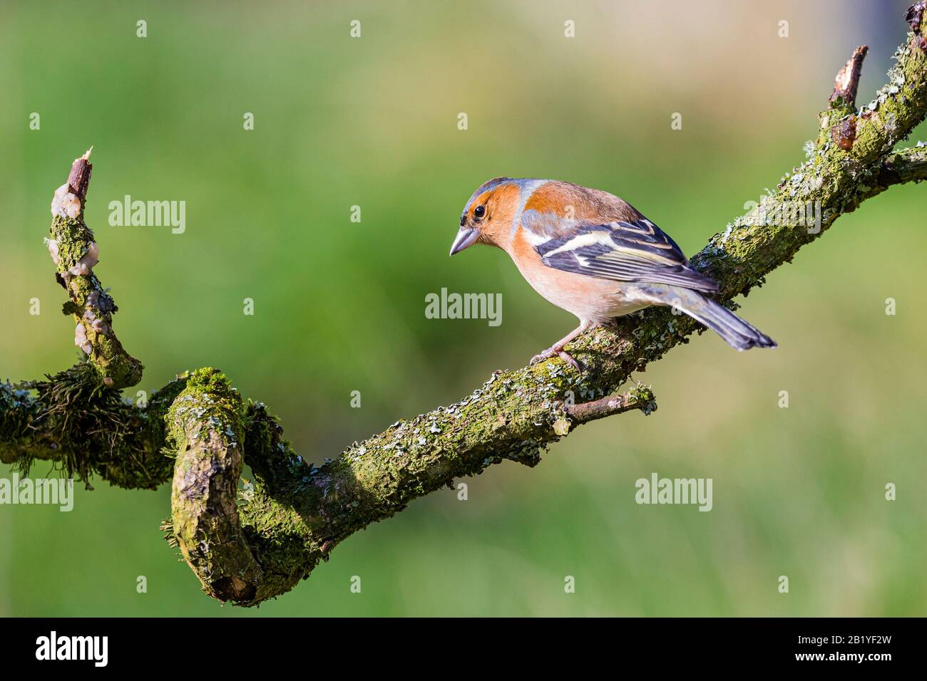 Maschio fringuello in un giorno inverni a metà Galles Foto Stock