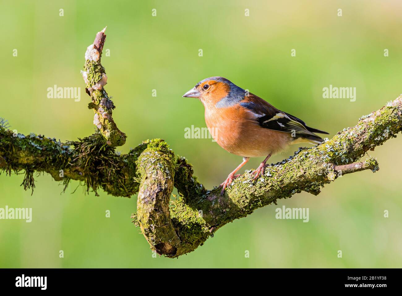 Maschio fringuello in un giorno inverni a metà Galles Foto Stock