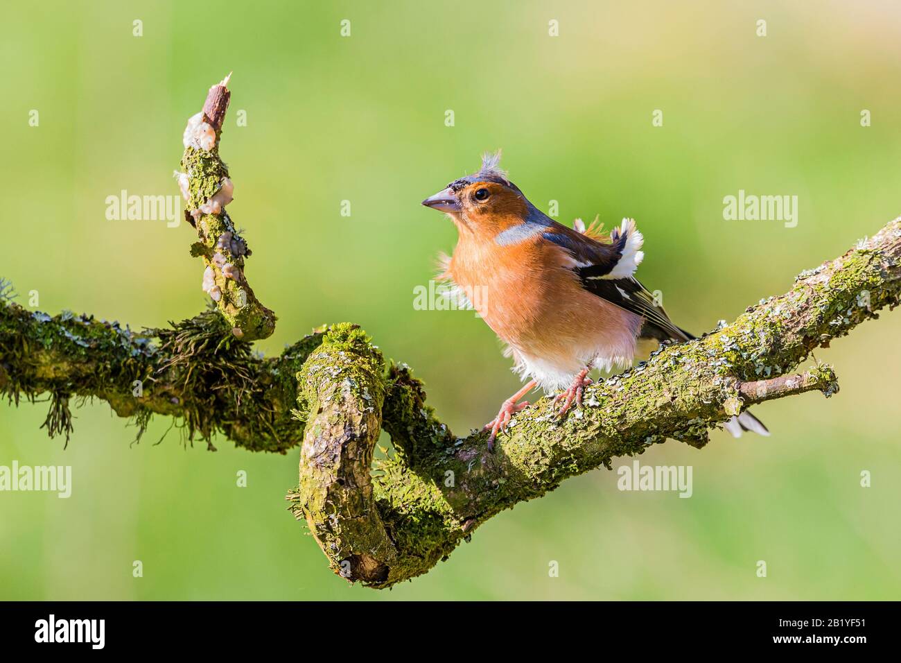 Maschio fringuello in un giorno inverni a metà Galles Foto Stock